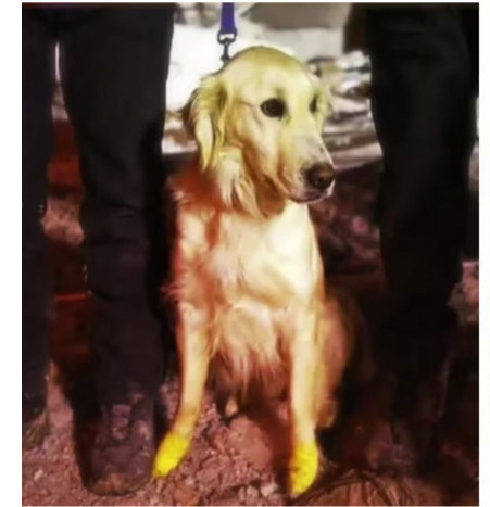Un perro de rescate se cortó las patas, pero siguió adelante y terminó salvando cinco vidas en Turquía