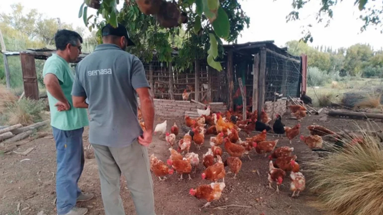 El gobierno refuerza controles para evitar la expansión de la gripe aviar