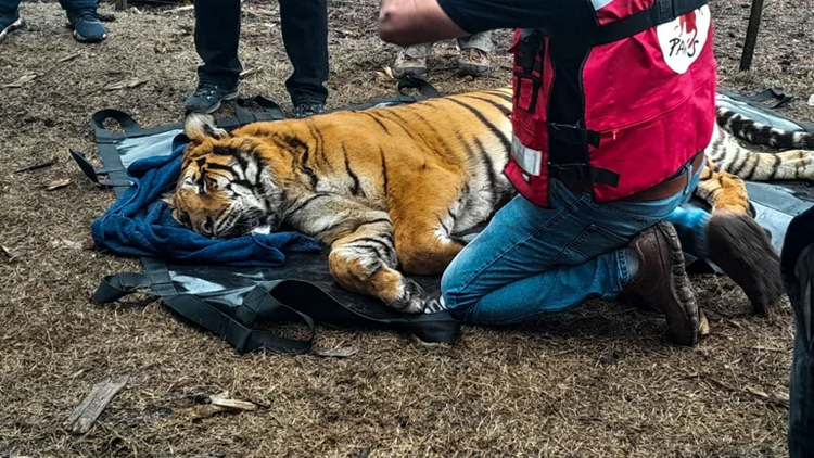 MEDIO AMBIENTE: Rescataron dos tigres de bengala en Balcarce y los trasladarán a Jordania