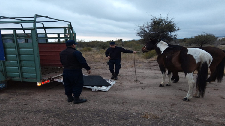 SAN LUIS: Cuatro equinos secuestrados por deambular en la vía pública