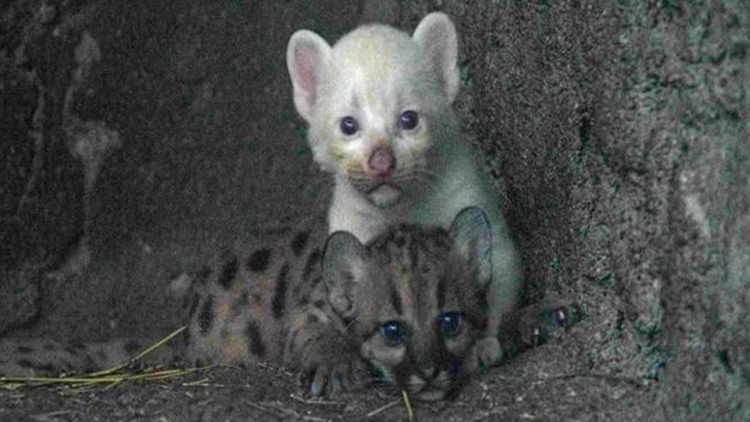 NICARAGUA: Nació el cuarto puma albino del mundo