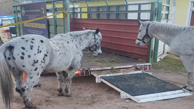 SAN LUIS: La Policía secuestró diez equinos en distintos procedimientos