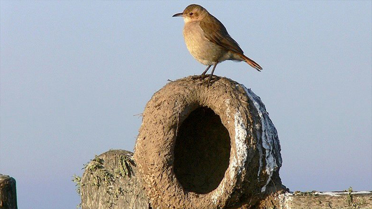 DÍA NACIONAL DEL AVE: Una fecha destinada a destacar la importancia de su conservación