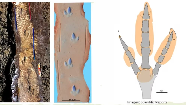 RÍO NEGRO: Descubrieron huellas de un ave prehistórica gigante sobre la costa