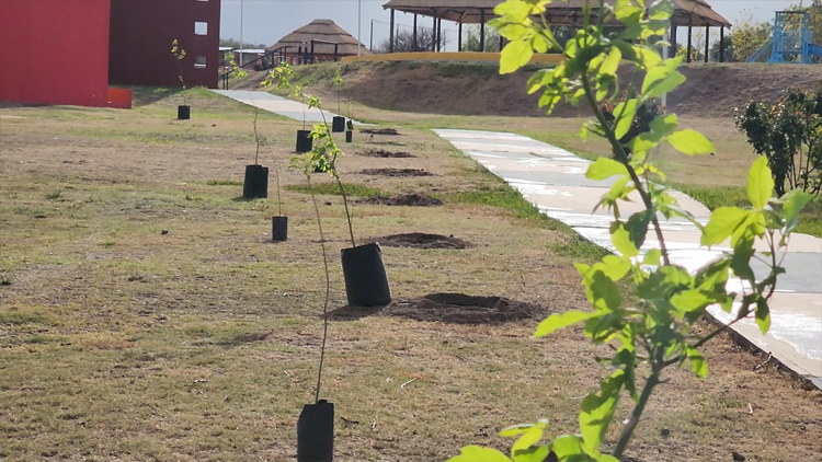 LA PUNTA: Capacitarán a empleados municipales en forestación nativa