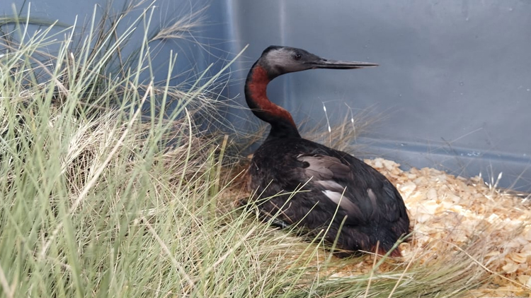 FAUNA SILVESTRE: Un águila mora y un ejemplar de macá grande fueron recuperados y devueltos a su hábitat natural