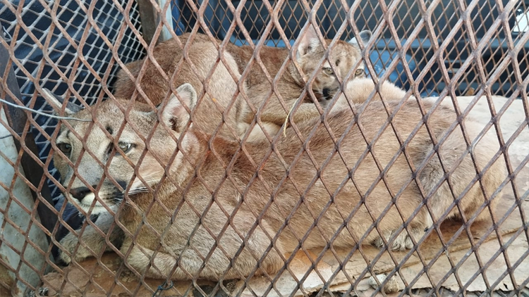 VILLA MERCEDES: Rescataron dos pumas que eran víctimas del mascotismo