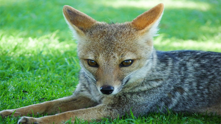 LA FLORIDA: El Centro de Conservación de Vida Silvestre recibió a seis zorros grises