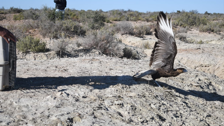 AMBIENTE: Aves rescatadas volvieron a su entorno gracias al trabajo coordinado entre Mendoza y San Luis