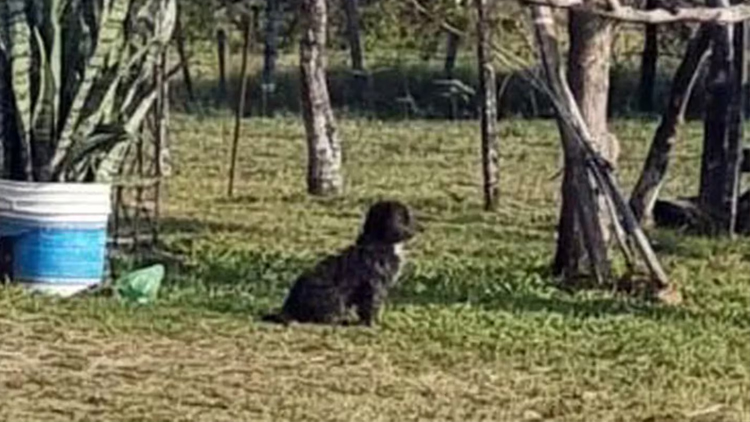 CORRIENTES: el perrito de Aitana la sigue esperando
