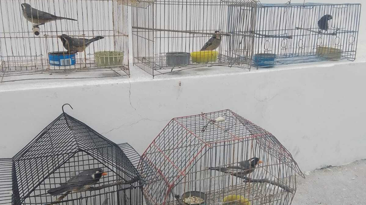 LA FLORIDA: Cinco picahuesos y una reina mora ingresaron al Centro de Conservación de Vida Silvestre