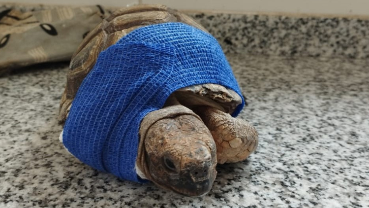FAUNA: Una tortuga fue atacada por un perro y la atendieron en la Reserva Floro Faunística La Florida