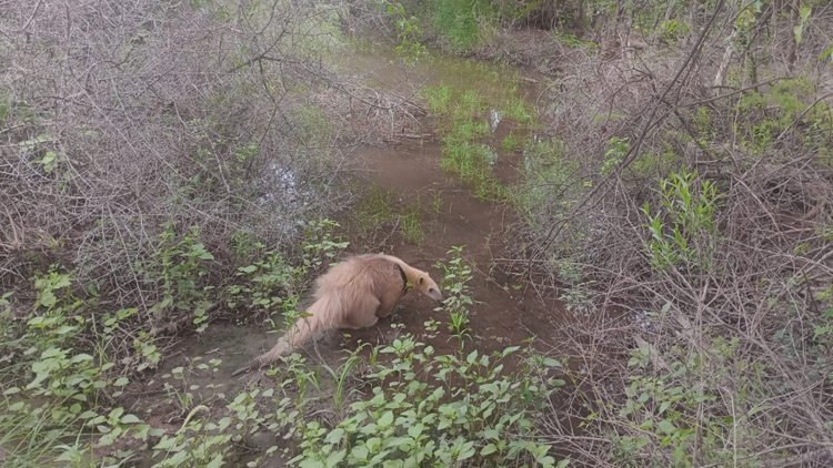 TILISARAO: Un oso melero fue liberado por la Policía Ambiental y el equipo veterinario de Ambiente