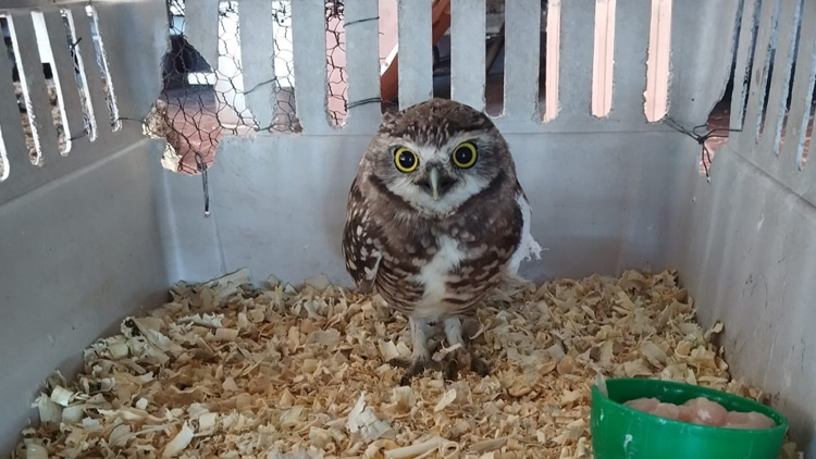 AMBIENTE: Dos charitos y una lechuza vizcachera se recuperan en el Centro de Conservación de Vida Silvestre