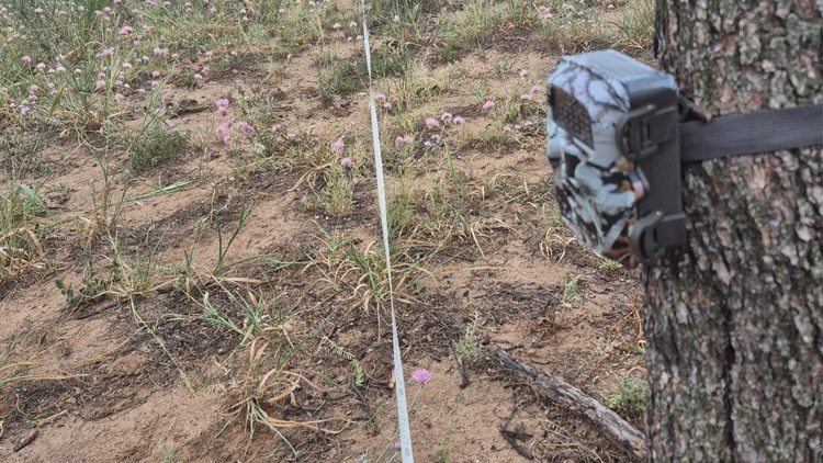 AMBIENTE: Comenzó el monitoreo de fauna con cámaras trampa en ‘El Corralito’