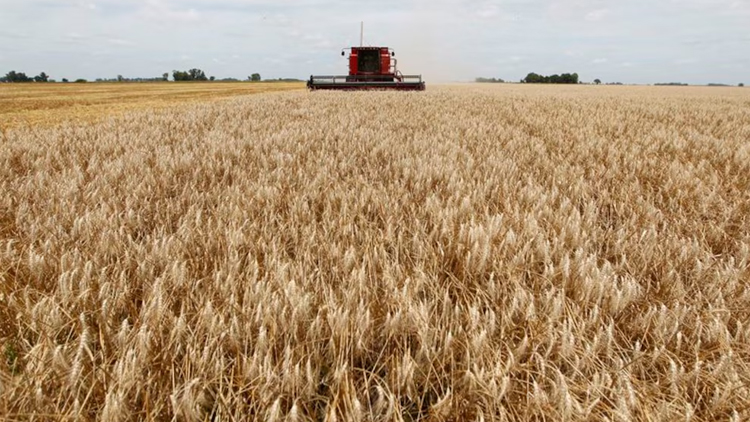 ECONOMÍA: El Gobierno extendió la baja de retenciones para el trigo y cebada y dejó afuera a la soja