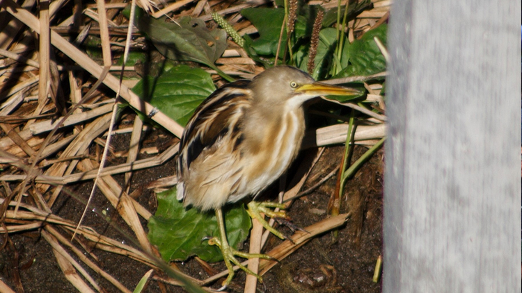 FAUNA: El Centro de Observadores de Aves ‘Ñandú’ registró una nueva especie en Villa Mercedes