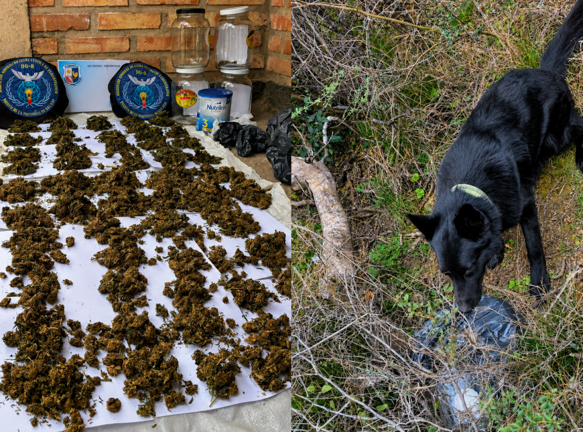 Con la ayuda de perros antidrogas, hallan más de $8 millones en marihuana de una banda narco