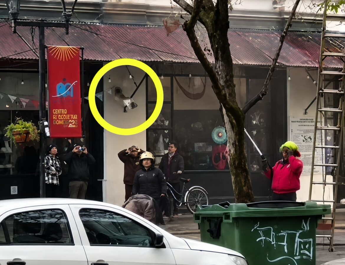 Polémico rescate de un gato: los bomberos lo bajaron a los manguerazos