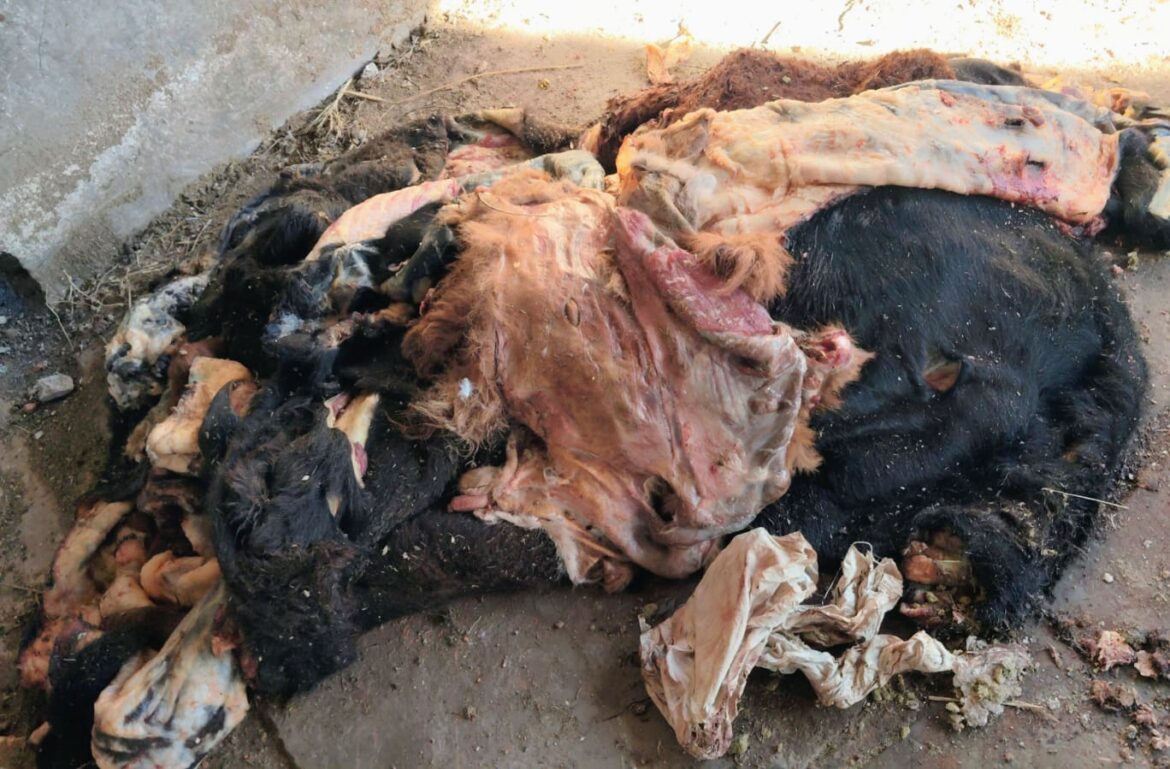 Sorprendieron a dos cuatreros con 480 kilos de carne de vaca